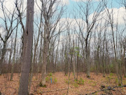 7-Acre Wooded Land for Sale, Town Corner Lake Area, Northeast WI!