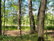 2.5-Acre Wooded Land For Sale in Dunn County, WI