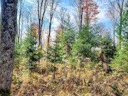 Secluded 7-Acre Forest County Land with Pond