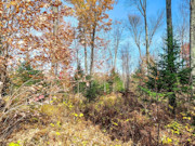 Secluded 4+ Acre Forest County Land with Pond View