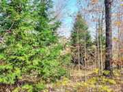 Secluded 4+ Acre Forest County Land with Pond View