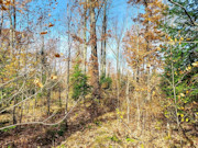 Secluded 4+ Acre Forest County Land with Pond View