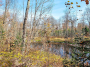 Secluded 4+ Acre Forest County Land with Pond View