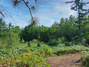 10 Acres Near Tomahawk, WI - Hunt, Camp & Build Near Lake Mohawksin