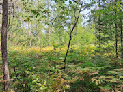 10 Acres Near Tomahawk, WI - Hunt, Camp & Build Near Lake Mohawksin