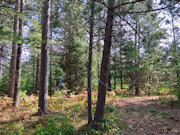 10 Acres Near Tomahawk, WI - Hunt, Camp & Build Near Lake Mohawksin