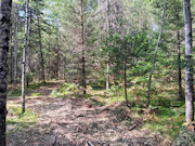 10 Acres Near Tomahawk, WI - Wooded Land with Lakes, Trails & Public Land Nearby 10 Acres Near Tomahawk, WI - Wooded Land with Lakes, Trails & Public Land Nearby