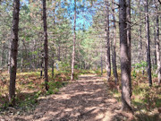 10 Acres Near Tomahawk, WI - Wooded Land with Lakes, Trails & Public Land Nearby 10 Acres Near Tomahawk, WI - Wooded Land with Lakes, Trails & Public Land Nearby