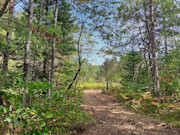 8.5 Acres of Buildable Land Near Tomahawk, WI - Camp, Hunt & Build 8.5 Acres of Buildable Land Near Tomahawk, WI - Camp, Hunt & Build