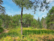 8.5 Acres of Buildable Land Near Tomahawk, WI - Camp, Hunt & Build 8.5 Acres of Buildable Land Near Tomahawk, WI - Camp, Hunt & Build