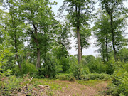 10 Acres Near Danbury, WI - St. Croix River, Trails & Buildable Land