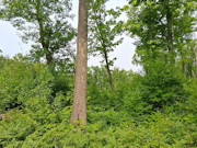 10 Acres Near Danbury, WI - St. Croix River, Trails & Buildable Land