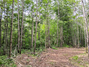 5+ Acres Near Gordon, WI - Buildable Northwoods Land