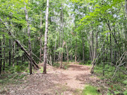 5+ Acres Near Gordon, WI - Buildable Northwoods Land