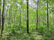 5+ Acres Near Gordon, WI - Buildable Northwoods Land 5+ Acres Near Gordon, WI - Buildable Northwoods Land