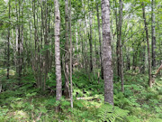 5+ Acres Near Gordon, WI - Buildable Northwoods Land 5+ Acres Near Gordon, WI - Buildable Northwoods Land