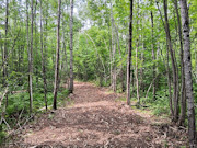 10 Acres Near Minong, WI - Wooded Land Surrounded by Recreation