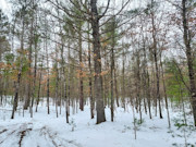 2+ Acres Wooded Land Eagle River, WI: Near Lakes & Trails!
