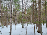 2+ Acres Wooded Land Eagle River, WI: Near Lakes & Trails!