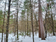 2+ Acres Wooded Land Eagle River, WI: Near Lakes & Trails!