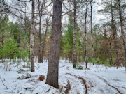 2+ Acres Wooded Land Eagle River, WI: Near Lakes & Trails!