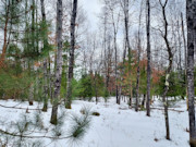 Vilas County, WI Land for Sale: 2.25 Acres Near Eagle River & St. Germain!