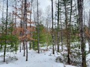 Vilas County, WI Land for Sale: 2.25 Acres Near Eagle River & St. Germain!