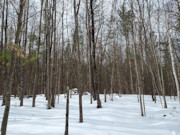 St. Germain, WI Wooded Acreage: Near Lakes & Trails!