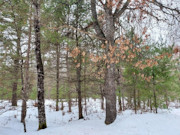St. Germain, WI Wooded Acreage: Near Lakes & Trails!