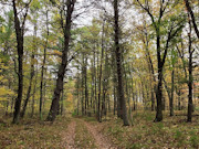3 Wooded Acres for Sale Near Amberg, WI - Marinette County Retreat