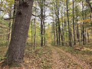 3 Wooded Acres for Sale Near Amberg, WI - Marinette County Retreat