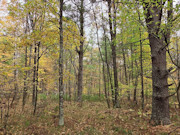 3 Wooded Acres for Sale Near Amberg, WI - Marinette County Retreat