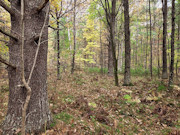 3 Wooded Acres for Sale Near Amberg, WI - Marinette County Retreat