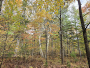 3 Wooded Acres for Sale Near Amberg, WI - Marinette County Retreat