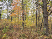 3 Wooded Acres for Sale Near Amberg, WI - Marinette County Retreat