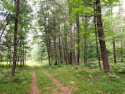 3.1 Acres of Wooded Land for Sale Near Amberg, WI