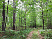 3.1 Acres of Wooded Land for Sale Near Amberg, WI