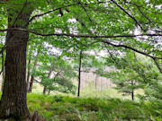 3.1 Acres of Wooded Land for Sale Near Amberg, WI