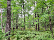 3.1 Acres of Wooded Land for Sale Near Amberg, WI