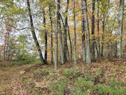 2.75 Acres of Wooded Land for Sale Near Amberg, WI