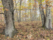 2.75 Acres of Wooded Land for Sale Near Amberg, WI