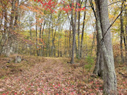 View the Monthly Special