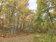 2.75 Acres of Wooded Land for Sale Near Amberg, WI