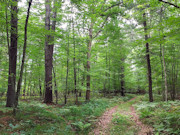 3.55 Wooded Acres for Sale Near Crivitz & Amberg, WI