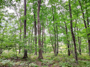 3.55 Wooded Acres for Sale Near Crivitz & Amberg, WI