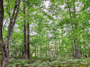 3.55 Wooded Acres for Sale Near Crivitz & Amberg, WI