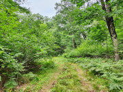 3.55 Wooded Acres for Sale Near Crivitz & Amberg, WI