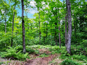 2.7 Acres Land for Sale - Forest County, WI