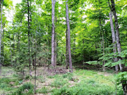 2.7 Acres Land for Sale - Forest County, WI