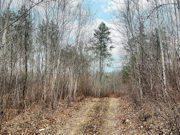 7 Acre Wooded Retreat! Secluded Tomahawk Property!